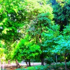 Many Shades of Green In Athens Greece