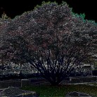 Tree in front of Oakland City Hall