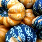 Squash at Lake Merritt Farmers Market